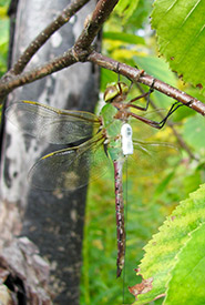 A common green darner with spread wings, clinging vertically to a branch. (Photo by Grace Pitman)