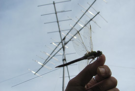 A tagged common green darner about to be released at the base of a MOTUS tower at Bruce Peninsula. (Photo by Grace Pitman)