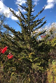 Eastern red cedar (Photo by Onel Guce, CC BY-NC 4.0)