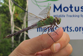 A common green darner with a tracker. (Photo by Grace Pitman)