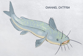 <i>Channel catfish</i>, Fat Fish series (Illustration by Al Lau)