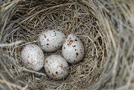 Chestnut-collared longspur eggs (Photo by Sarah Ludlow/NCC staff) 