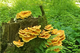 Chicken of the woods mushrooms (Photo by NCC) 