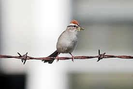 Chipping sparrow (Photo by Wikimedia Commons, Dori)