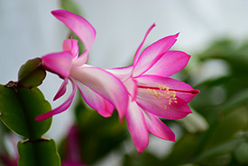 House plants, like this Christmas cactus, provide many benefits. (Photo by Pixabay)
