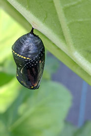 A monarch butterfly crysalis hangs from a rhubarb leaf (Photo by Lisa Maskus/NCC)