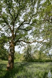 A classic Garry oak landscape (Photo by Sarah Boon)