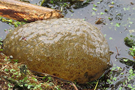 Bryozoans are a group of ancient filter feeders (Photo by MaryLin Howard Photography)