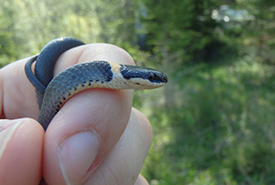 One of the many ring-necked snakes observed during the May 29-June 3 Cockburn Island biological inventory (Photo by NCC)