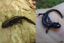 Spotted (left) and blue spotted (right) salamanders observed during the May 29-June 3 Cockburn Island biological inventory (Photo by NCC)