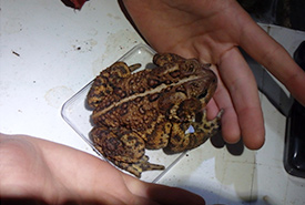 One of the ‘giant’ American toads of Cockburn Island being weighed during our two American toad survey nights (Photo by NCC)