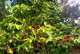 Coffee tree (Photo by jessnature CC BY-NC)