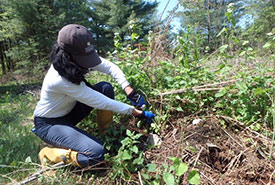 Common buckthorn rowing (Photo by NCC) 