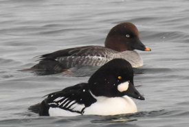 Common goldeneye male (front) and female (back) on the water in Hamilton, ON (Photo by Bonnie Kinder, CC BY-NC 4.0)