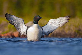 Common loon (Photo by Brendan Kelly Photography)