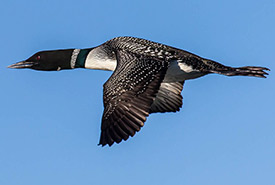 Common loon in flight (Photo by © Andrew Reding, CC BY-NC-ND 2.0) 