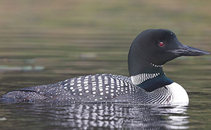 Common loon (Photo by © Missy Mandel) 