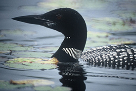 Common loons moult their feathers, starting at the base of their bills, before autumn migration in September. (Photo by Robert Alvo) 