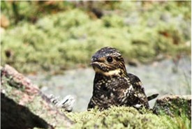 Common nighthawk — a species at risk. (Photo by NCC)