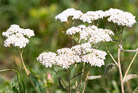 Common yarrow flowers (Photo by NCC)