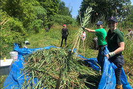 Stewardship tasks, like removing invasive species, are a lot easier when you work together. (Photo by NCC)