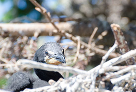 Cormorant chick (Photo by Sean Landsman)