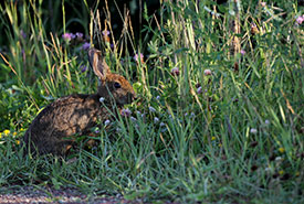 A cottontail among a red clover and black medic clover patch (Photo by Mike Dembeck) 