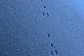 Eastern cottontail tracks in the snow, ON (Photo by Ray Snook, CC BY-NC 4.0)