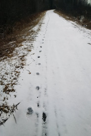 Coyote tracks along Beaver River Trail (Photo by Mark Stabb/NCC staff)