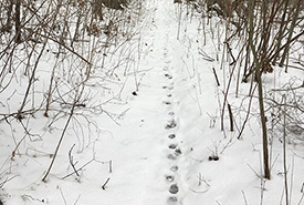 Tracks of a coyote walking - note the straight track pattern. (Photo by NCC)