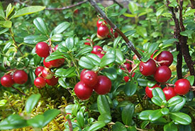 Cranberries (Photo by NCC)