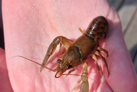 Northern clearwater crayfish (Photo by mahoonta, CC BY-NC 4.0)
