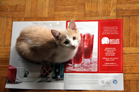 Step 1B: Remove kitten from flyer (Photo by NCC)