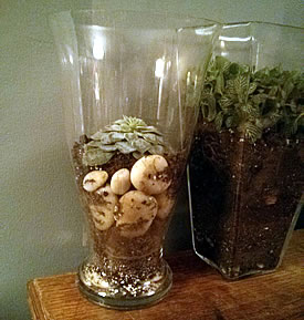Terrariums (Photo by Kyla Winchester)