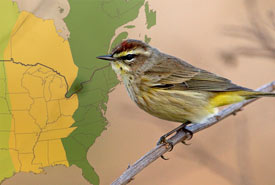 Palm warbler (Collage by One Sky Our Birds)