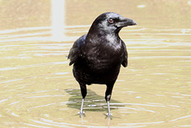 American crow (Photo by natueharak, CC BY-NC 4.0)
