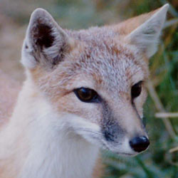 A charming swift fox cub. (Photo by Clio, Cochrane Ecological Institute)