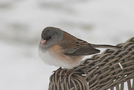 Dark-eyed juncos have variations in colour across their range. (Photo by Bryn Armstrong, CC BY 4.0)