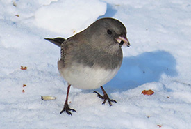 Slate-coloured dark-eyed junco (Photo by Serge Benoit, CC BY-NC 4.0)