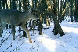 Deer caught on trail cam (Photo by NCC) 