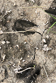 Deer tracks (Photo by Emily Schulte/NCC staff)