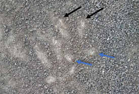 Deer tracks with dewclaws imprints (Photo by Mark Stabb/NCC staff)