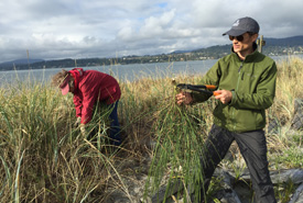 Todd Carnahan demonstrates how to remove Scotch broom (Photo by Ann MacDonald)
