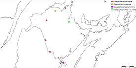 Distribution map showing lichenicolous fungi in genus Opegrapha recently reported from New Brunswick. All were first records for the province. Opegrapha lamyi was reported for the first time in Canada. Opegrapha inconspicua and Opegrapha parmeliiperda were described as new to science. (Map courtesy of Kendra Driscoll)
