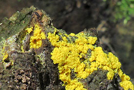 Dog vomit slime mold can be found in moist, shady areas such as rotting logs or leaf litter. (Photo by Sherry Nigro)