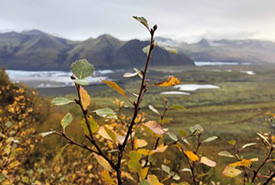 Downey birch forests cover about one per cent of Iceland; Skaftafell in Vatnajokull National Park (Photo by Paula Noel/NCC staff)