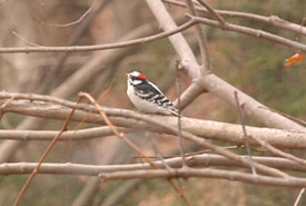 A downy woodpecker came into sight at one of our roadside stops (Photo by Wendy Ho/NCC staff)