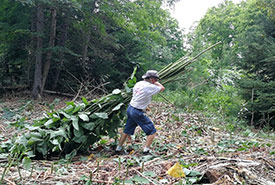 Volunteers helped drag and pile giant knotweed stems (Photo by NCC)