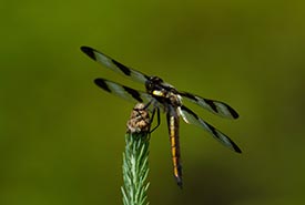 Dragonfly at Carden Alvar, ON (Photo by NCC)