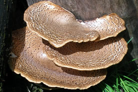 Dryad's saddle (Photo by Rosser1954, Wikimedia Commons)